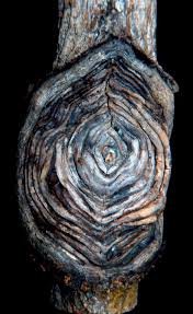 Attēlu rezultāti vaicājumam “Nectria sp., Neonectria sp.”