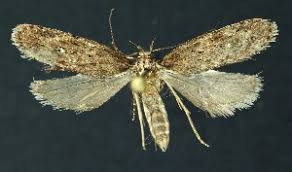 Attēlu rezultāti vaicājumam “Depressaria olerella”