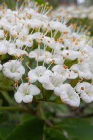 Attēlu rezultāti vaicājumam “Viburnum lantana”