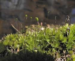 Attēlu rezultāti vaicājumam “Bryum funkii”