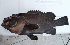 Image result for Hyporthodus quernus