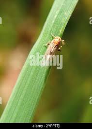 Attēlu rezultāti vaicājumam “Javesella pellucida”