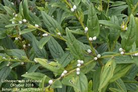 Attēlu rezultāti vaicājumam “Lithospermum officinale”