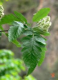 Attēlu rezultāti vaicājumam “Sorbus hybrida”