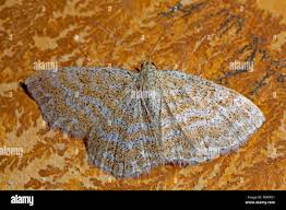 Attēlu rezultāti vaicājumam “Scopula immorata”