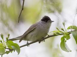 Attēlu rezultāti vaicājumam “Sylvia atricapilla”