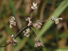 Attēlu rezultāti vaicājumam “Torilis japonica”