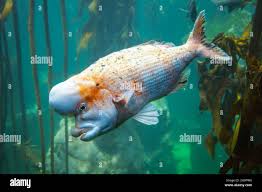 Image result for Cymatoceps nasutus