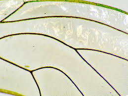 Attēlu rezultāti vaicājumam “Psylla alni”