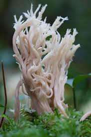 Attēlu rezultāti vaicājumam “Clavulina coralloides”