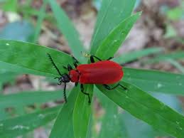Attēlu rezultāti vaicājumam “Pyrochroa coccinea”