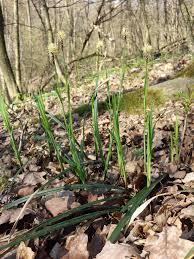 Attēlu rezultāti vaicājumam “Carex pilosa”