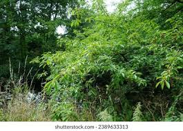 Attēlu rezultāti vaicājumam “Padus avium fruit”