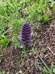 Attēlu rezultāti vaicājumam “Ajuga pyramidalis leaf”