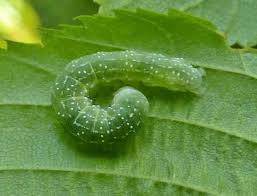 Attēlu rezultāti vaicājumam “Orthosia sp.”
