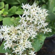 Image result for Chrysanthemum spectabile