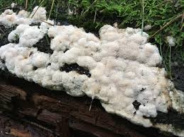 Attēlu rezultāti vaicājumam “Rhodonia placenta”