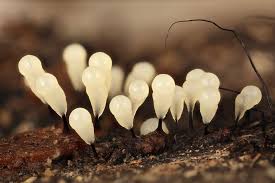 Attēlu rezultāti vaicājumam “Comatricha alta young”