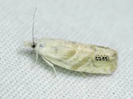 Attēlu rezultāti vaicājumam “Tortricidae”