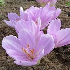 Attēlu rezultāti vaicājumam “Colchicum autumnale”