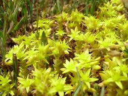 Attēlu rezultāti vaicājumam “Sedum acre flower”