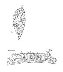 Attēlu rezultāti vaicājumam “Phlyctis agelaea”