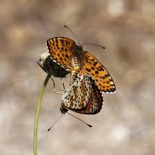 Attēlu rezultāti vaicājumam “Melitaea didyma male”