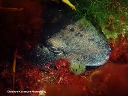 Image result for Cephaloscyllium laticeps