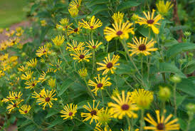 Attēlu rezultāti vaicājumam “Colloderma robustum young”