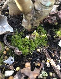 Attēlu rezultāti vaicājumam “Eurhynchium praelongum”