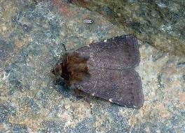 Attēlu rezultāti vaicājumam “Rusina ferruginea”