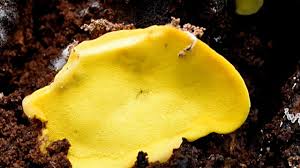 Attēlu rezultāti vaicājumam “Flaviporus citrinellus”