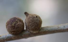 Attēlu rezultāti vaicājumam “gall”