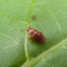 Attēlu rezultāti vaicājumam “Epuraea sp.”