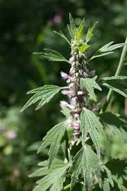 Attēlu rezultāti vaicājumam “Leonurus quinquelobatus”