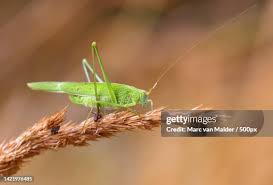 Attēlu rezultāti vaicājumam “Tettigonia viridissima”