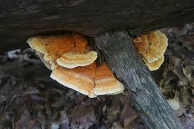 Attēlu rezultāti vaicājumam “Pycnoporellus fulgens”