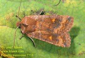 Attēlu rezultāti vaicājumam “Eupsilia transversa”