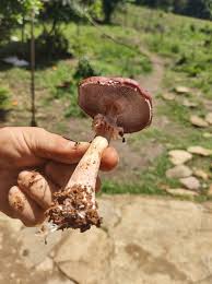 Attēlu rezultāti vaicājumam “Stropharia hornemannii”