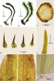 Attēlu rezultāti vaicājumam “Didymodon rigidulus sporophyte”