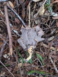 Attēlu rezultāti vaicājumam “Gomphus clavatus”