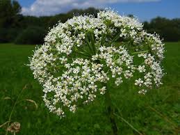 Attēlu rezultāti vaicājumam “Cnidium dubium”