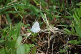 Attēlu rezultāti vaicājumam “Everes argiades”