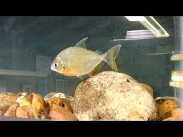 Image result for Prestatyn Piranhas