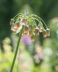 Attēlu rezultāti vaicājumam “Allium holandicum bud”