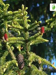 Attēlu rezultāti vaicājumam “Picea abies male flower”