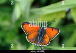 Attēlu rezultāti vaicājumam “Lycaena hippothoe underside”
