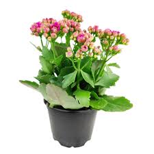 Image result for Kalanchoe blossfeldiana