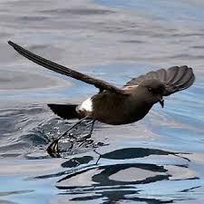 Image result for Oceanites oceanicus