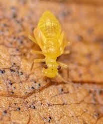 Attēlu rezultāti vaicājumam “Psocoptera”